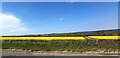 Rapeseed Field near Dunhouse Quarry in Cleatlam