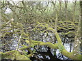 Mossy limbs on Oatfield Pool in BS48 3ED