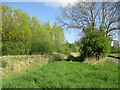 Trees alongside Kirton Drain in PE20 1JH