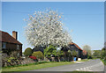 Tree Blossom in Mattingley in RG27 8LA