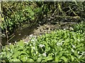 Wild garlic beside a stream in SA19 6YZ