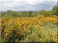 Gorse on Addington Hills in CR0 5HG