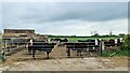 Cattle by Cot Garth Lane, Willingham by Stow in Willingham