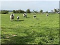 Grazing sheep and lambs in NN6 7PJ