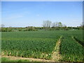Wheat field near Edworth in SG18 8QX