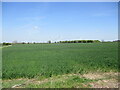 Wheatfield and Biggleswade Wind Farm in SG18 9FP
