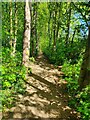 Path though the woods, Bury St Edmunds in IP33 2HF