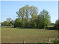 Tree clump north of Flitch Way in CM6 3DF