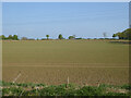 Arable field north of Flitch Way in CM6 3DF