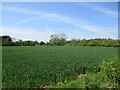 Wheat field close to the A1 in SG18 8QX