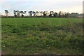 Field by Newmarket Road, Kentford in CB8 7PY