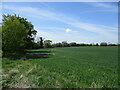 Field edge near Edworth in SG18 9SZ