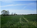 Wheat field near Edworth in SG18 9SZ