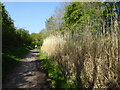 Reeds along the Flitch Way in CM6 3DF