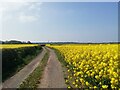 Field of rapeseed and farm track in CH48 1PN