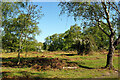 Scrubby heath at Furze Hill in SO42 7QN