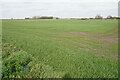 Young crop by Camel Drove in CB6 1ES
