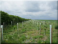 New roadside plantation in LE14 2TN