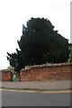 Tree in St Peter and St Paul's Churchyard, Swanscombe in DA10 1FP