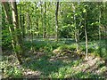 Bluebells in Waterpit Coppice in DY9 0AU
