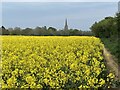 All Saints' spire from Jurassic Way in a sea of rape in OX17 2NZ