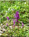 Early Purple Orchids, Rice Wood in ME13 0PW