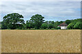 Field of barley near Nutley Dean Farm in RH6 0HR