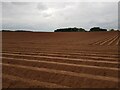 Very neat ploughed furrows, Shrawley in WR6 6TS