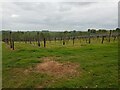 Vineyard near Shrawley in WR6 6TS