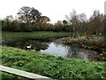 Pond with a lonely swan in LL17 0LG