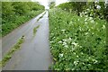 Cow parsley on a verge in Siddington