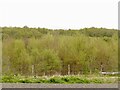 Young woodland, Camis Eskan in G84 7JZ