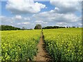 Footpath through the oilseed rape in DE6 3BY