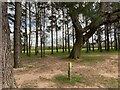 Through a pine plantation, Kenilworth Golf Course in CV8 2UA