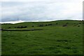 Green Pasture on the Road to Pant End Farm in Lupton