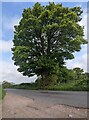 Dominant tree, The Craig Road near Caer Llan in NP25 4RL