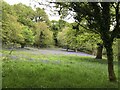 Bluebell meadow in TQ13 8PZ