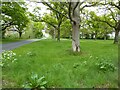 Trees at Sherrard's Green in WR14 3QZ