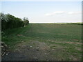 Bean field near Caldecott in LE16 8RY