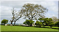 Fence line with trees in Boldron