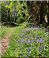 Bluebells and path in the Breidden Forest in Bausley with Criggion Community