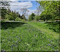 Bluebells in a clearing at Breidden Forest in Bausley with Criggion Community