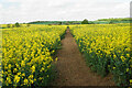 Path through oil seed rape in S44 6TJ