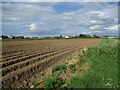 Potato ridges near Holbeach in PE12 7FG
