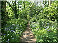 Woodland path with bluebells, Harefield, Southampton in SO18 3AA