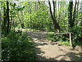 Woodland path junction, Harefield, Southampton in SO18 3AA