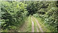 Path in the Mortimer Forest (Bringewood) in SY8 2JG