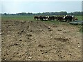 Cattle, near Chalcroft Farm in SO50 7PT
