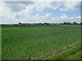 Barley, Isleham Field in CB7 7AB