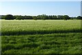 Winter barley in Arrow with Weethley